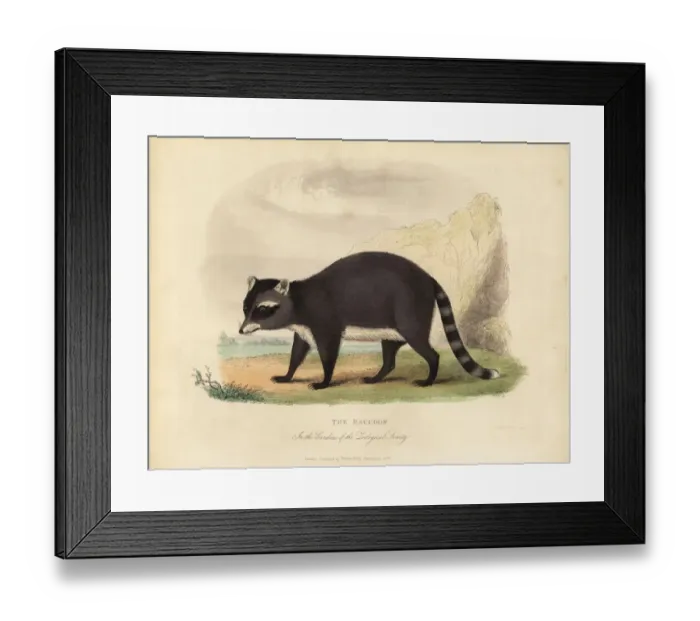 Framed Print : The Raccoon, Procyon lotor Framed Print : The Raccoon, Procyon lotor