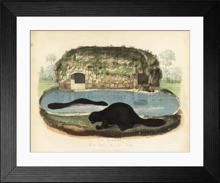 Framed Print : North American beaver, Castor canadensis Framed Print : North American beaver, Castor canadensis