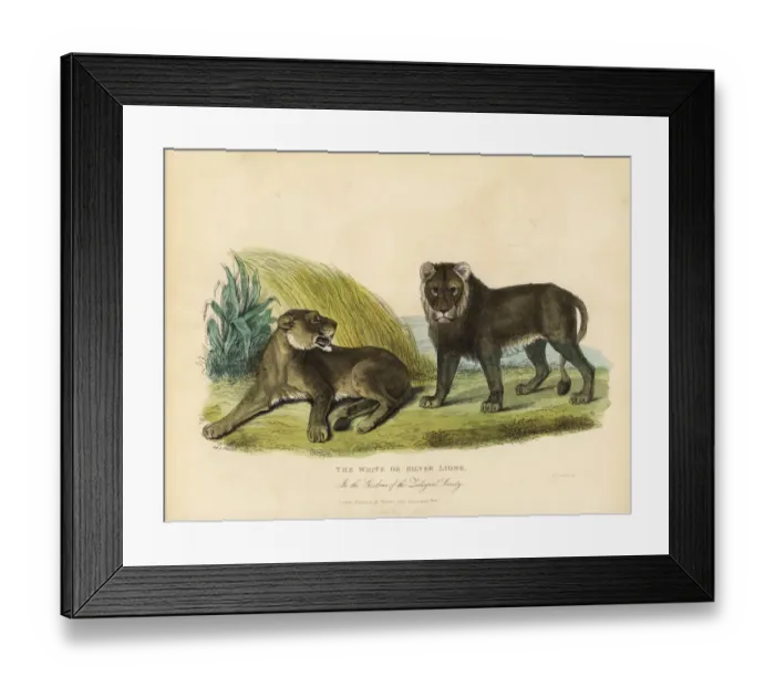 Framed Print : White or Silver Lions, Panthera leo melanochaita Framed Print : White or Silver Lions, Panthera leo melanochaita