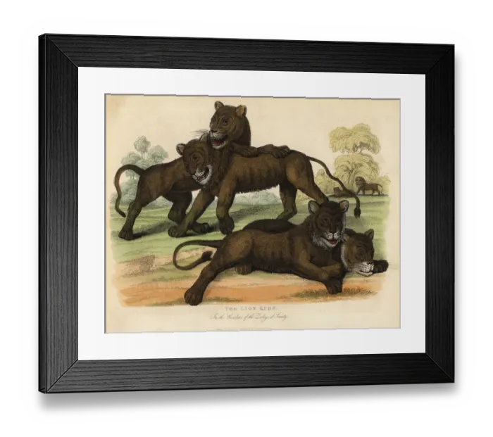 Framed Print : The Lion Cubs in the Gardens of the Zoological Society Framed Print : The Lion Cubs in the Gardens of the Zoological Society