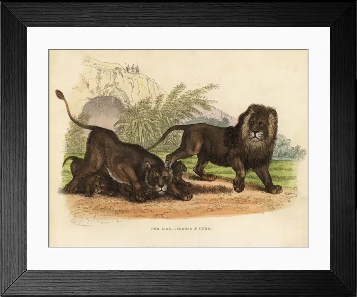 Framed Print : Lion, Lioness and Cubs, Panthera leo Framed Print : Lion, Lioness and Cubs, Panthera leo