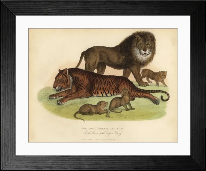 Framed Print : Lion, Tigress and Cubs Framed Print : Lion, Tigress and Cubs
