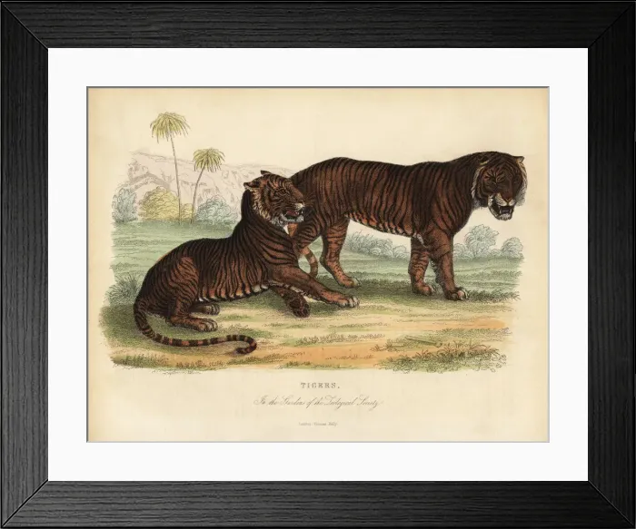 Framed Print : Tiger, Panthera tigris, endangered Framed Print : Tiger, Panthera tigris, endangered