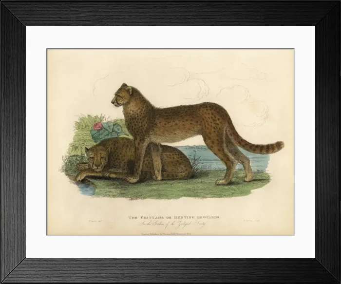 Framed Print : Cheetah, Acinonyx jubatus Framed Print : Cheetah, Acinonyx jubatus