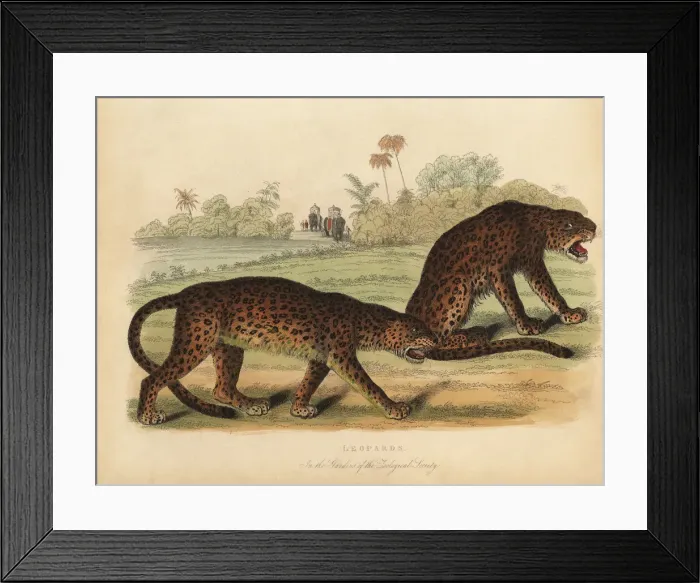 Framed Print : Leopards, Panthera pardus Framed Print : Leopards, Panthera pardus
