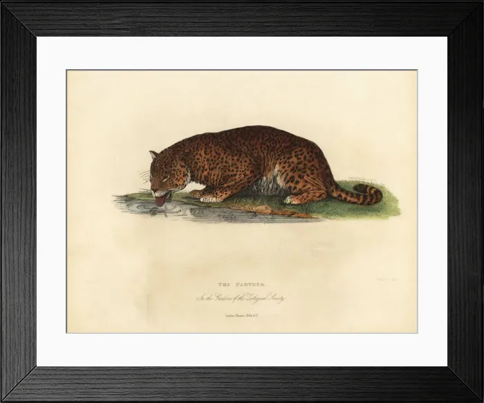 Framed Print : Panther, Panthera pardus or Panthera onca Framed Print : Panther, Panthera pardus or Panthera onca
