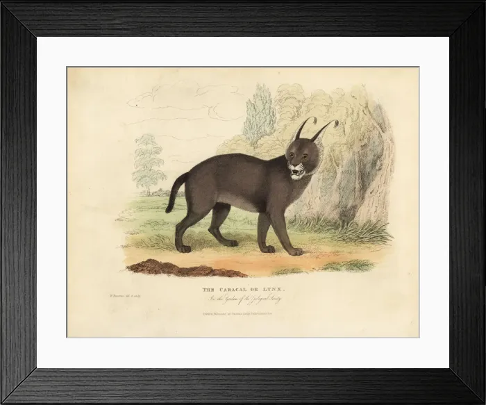 Framed Print : The Caracal or Lynx Framed Print : The Caracal or Lynx