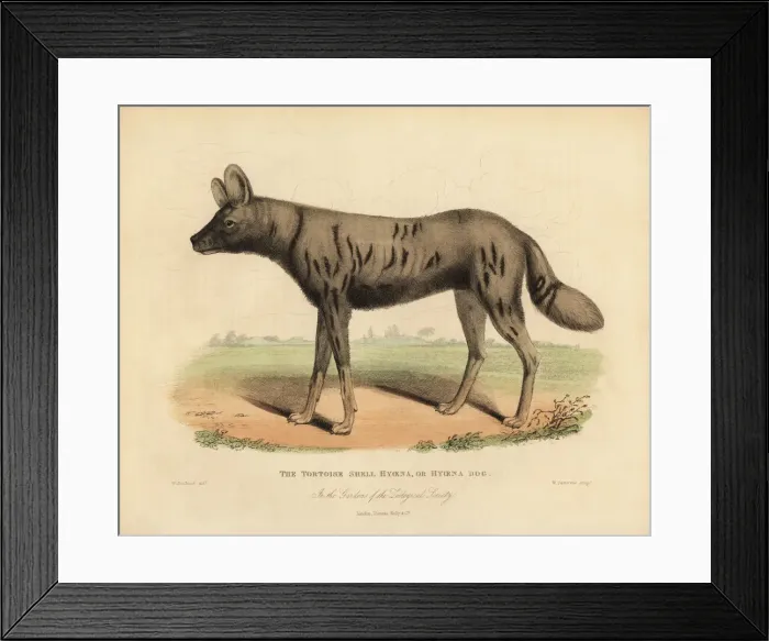 Framed Print : African hunting dog, Lycaon pictus Framed Print : African hunting dog, Lycaon pictus