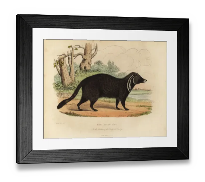 Framed Print : African civet, Civettictis civetta Framed Print : African civet, Civettictis civetta