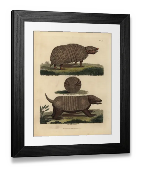 Framed Print : Brazilian three-banded armadillo and seven-banded armadillo Framed Print : Brazilian three-banded armadillo and seven-banded armadillo