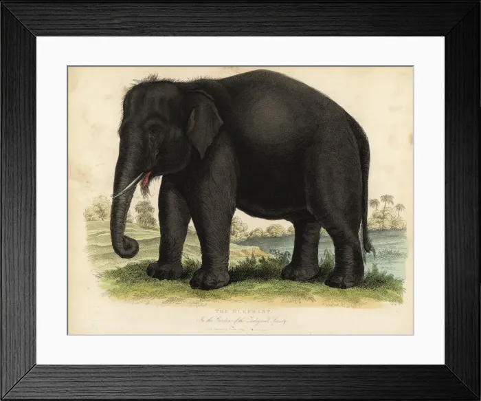 Framed Print : Asian elephant, Elephas maximus, endangered Framed Print : Asian elephant, Elephas maximus, endangered