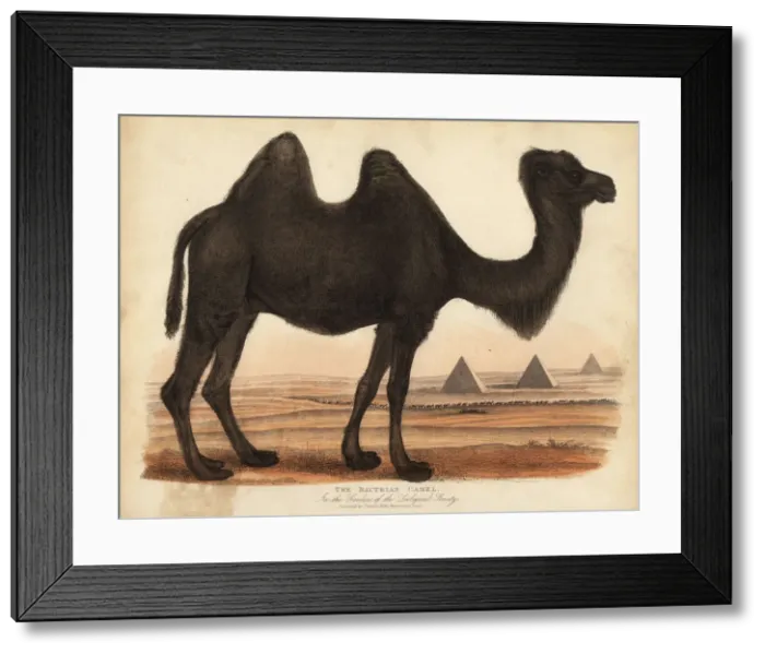 Framed Print : Bactrian camel, Camelus bactrianus Framed Print : Bactrian camel, Camelus bactrianus