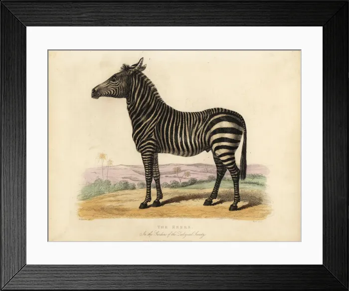 Framed Print : Plains zebra, Equus quagga Framed Print : Plains zebra, Equus quagga