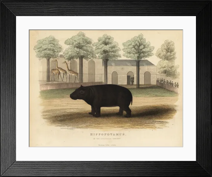 Framed Print : Hippo or hippopotamus, Hippopotamus amphibius Framed Print : Hippo or hippopotamus, Hippopotamus amphibius