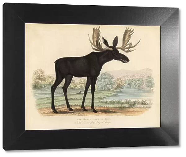 Moose or elk, Alces alces