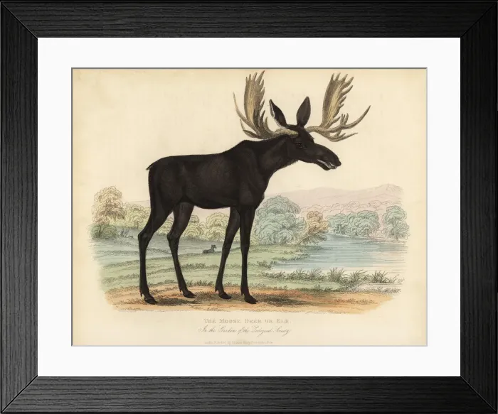 Framed Print : Moose or elk, Alces alces Framed Print : Moose or elk, Alces alces
