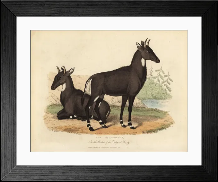 Framed Print : Nilgai or blue bull, Boselaphus tragocamelus Framed Print : Nilgai or blue bull, Boselaphus tragocamelus