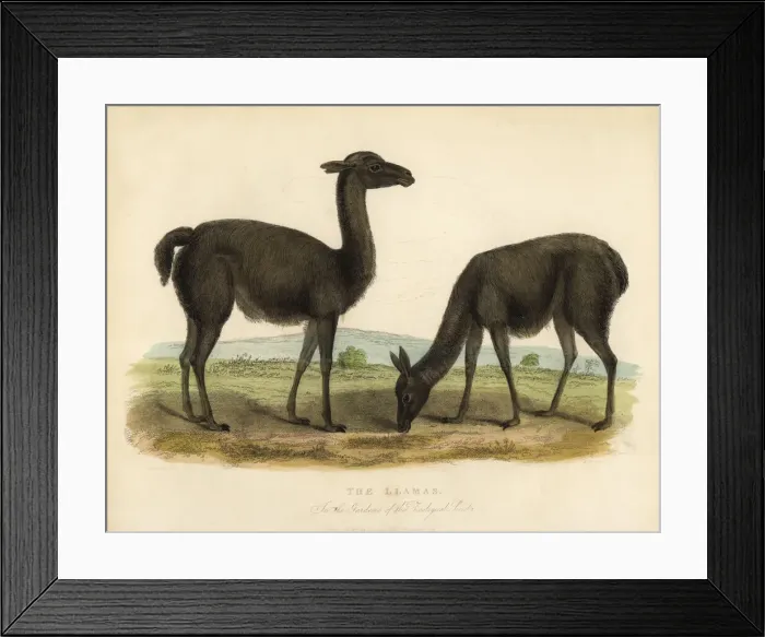 Framed Print : Llama, Lama glama Framed Print : Llama, Lama glama