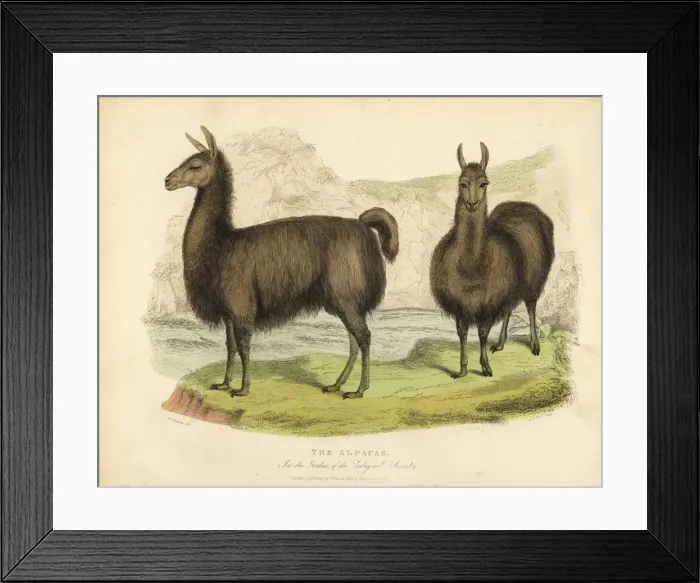 Framed Print : Alpaca, Vicugna pacos Framed Print : Alpaca, Vicugna pacos