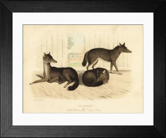 Framed Print : Golden jackal, Canis aureus Framed Print : Golden jackal, Canis aureus