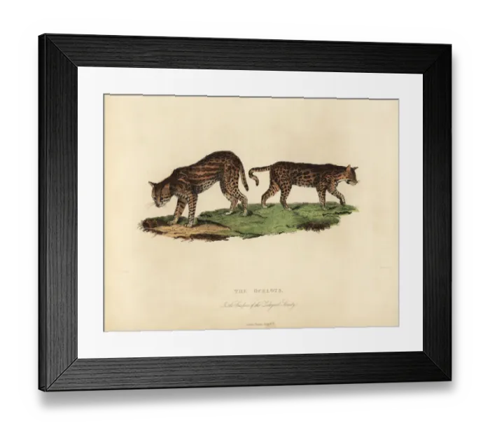Framed Print : Ocelot, Leopardus pardalis Framed Print : Ocelot, Leopardus pardalis