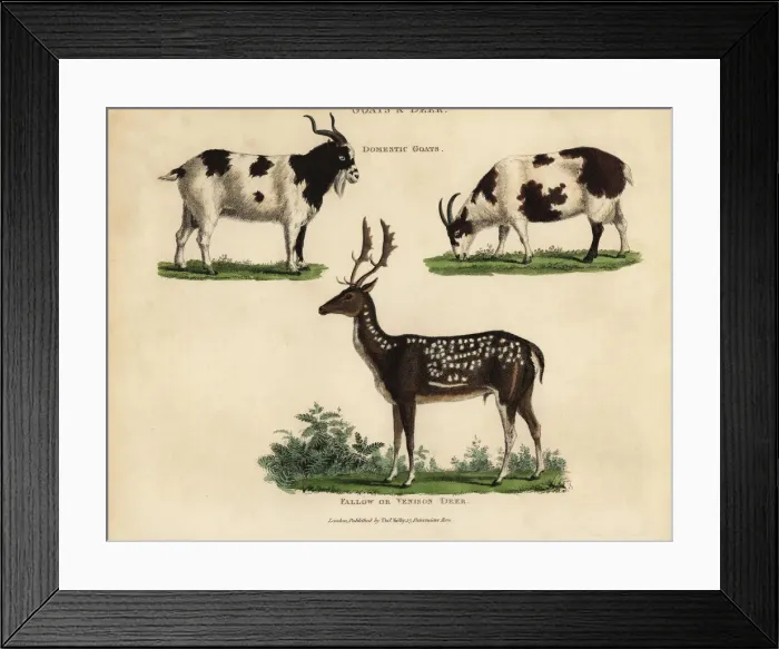 Framed Print : Domestic goats and fallow or venison deer Framed Print : Domestic goats and fallow or venison deer
