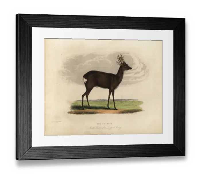 Framed Print : European roe deer, Capreolus capreolus Framed Print : European roe deer, Capreolus capreolus