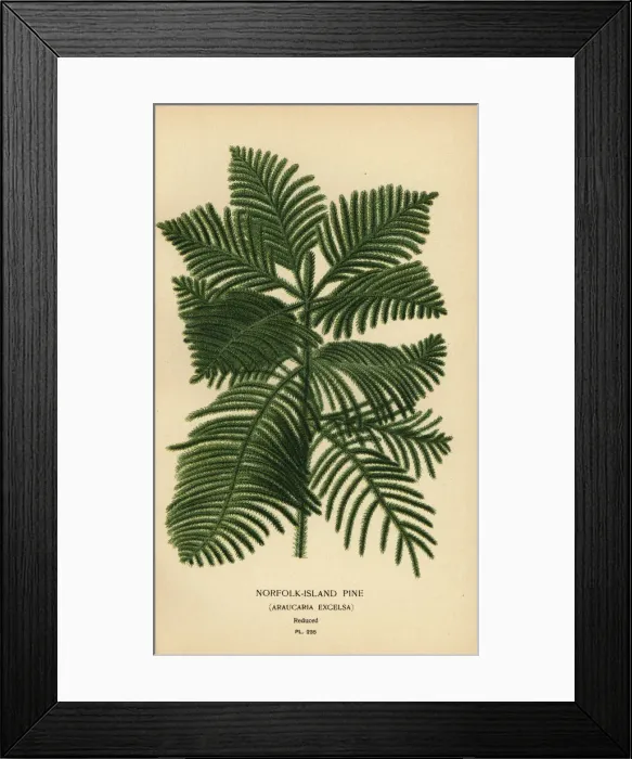 Framed Print : Cook pine, Araucaria columnaris Framed Print : Cook pine, Araucaria columnaris