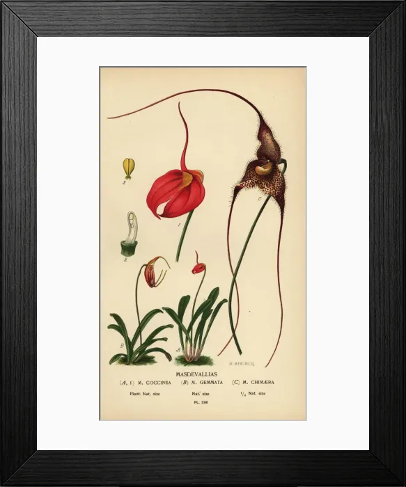 Framed Print : Masdevallia coccinea, Trisetella gemmata, Dracula chimaera Framed Print : Masdevallia coccinea, Trisetella gemmata, Dracula chimaera
