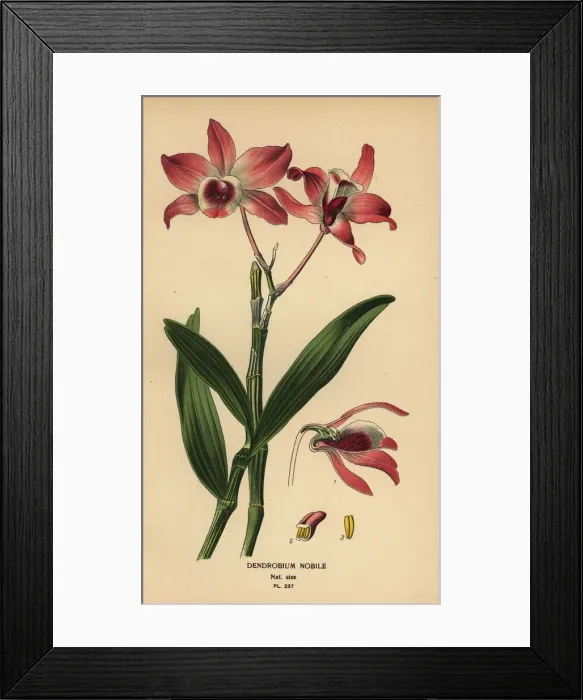 Framed Print : Noble dendrobium orchid, Dendrobium nobile Framed Print : Noble dendrobium orchid, Dendrobium nobile