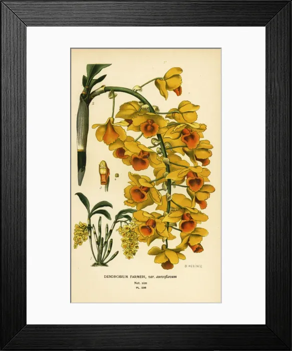 Framed Print : Shi hu shu orchid, Dendrobium farmeri Framed Print : Shi hu shu orchid, Dendrobium farmeri
