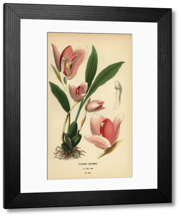 Framed Print : Lycaste virginalis orchid Framed Print : Lycaste virginalis orchid