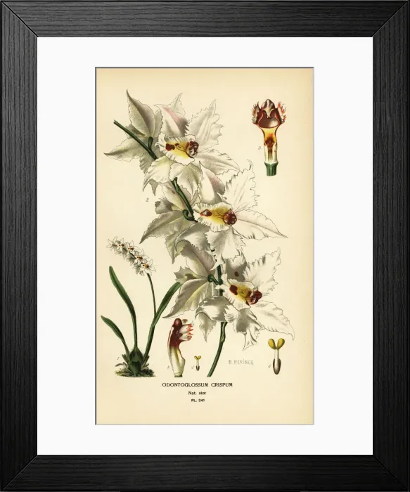Framed Print : Oncidium alexandrae orchid Framed Print : Oncidium alexandrae orchid