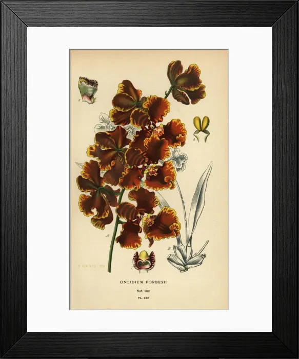 Framed Print : Gomesa forbesii orchid Framed Print : Gomesa forbesii orchid