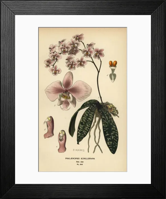 Framed Print : Phalaenopsis schilleriana orchid Framed Print : Phalaenopsis schilleriana orchid