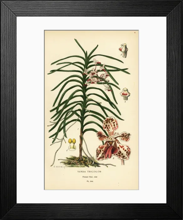 Framed Print : Vanda tricolor orchid Framed Print : Vanda tricolor orchid