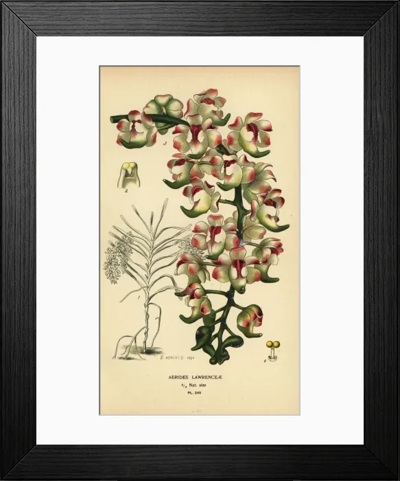 Framed Print : Aerides lawrenceae orchid. Endangered