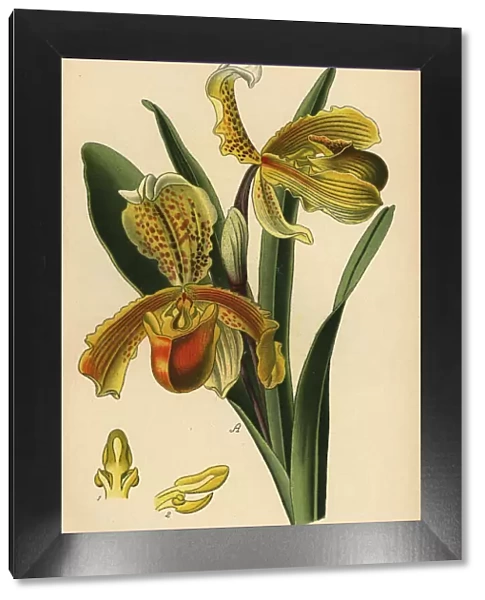 Ladys slipper orchid, Paphiopedilum insigne
