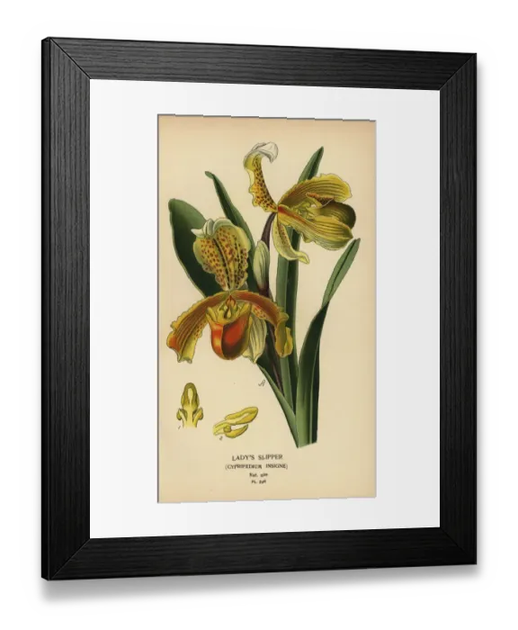 Framed Print : Ladys slipper orchid, Paphiopedilum insigne Framed Print : Ladys slipper orchid, Paphiopedilum insigne