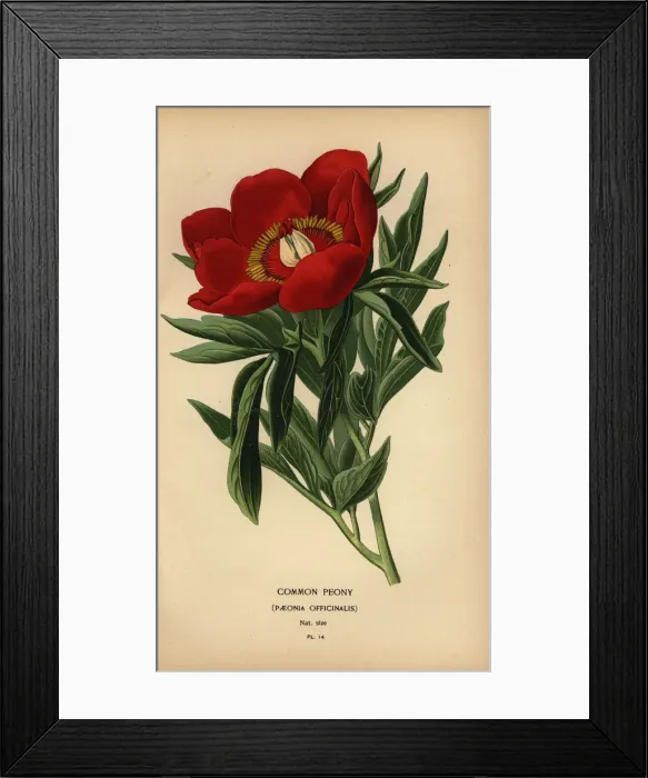 Framed Print : Common peony, Paeonia officinalis
