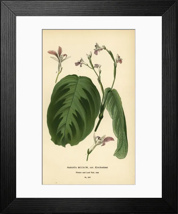 Framed Print : Prayer plant, Maranta leuconeura Framed Print : Prayer plant, Maranta leuconeura