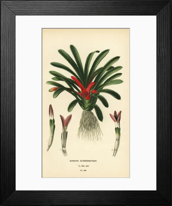 Framed Print : Nidularium scheremetiewii Framed Print : Nidularium scheremetiewii