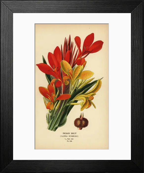 Framed Print : Indian shot, Canna indica hybrids Framed Print : Indian shot, Canna indica hybrids