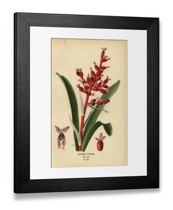 Framed Print : Coralberry, Aechmea fulgens Framed Print : Coralberry, Aechmea fulgens