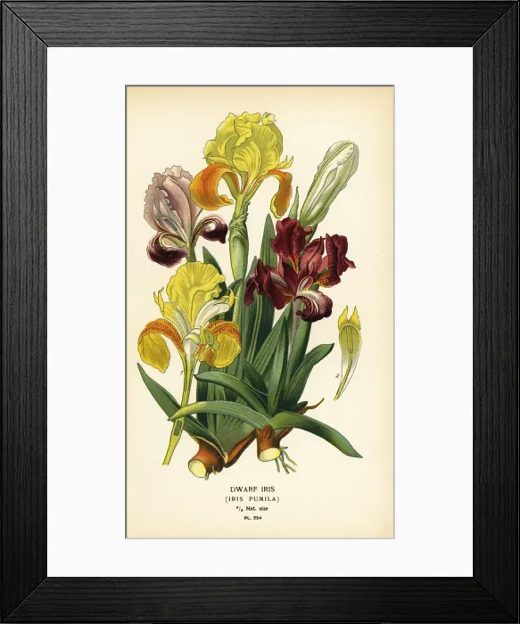 Framed Print : Dwarf iris, Iris pumila Framed Print : Dwarf iris, Iris pumila