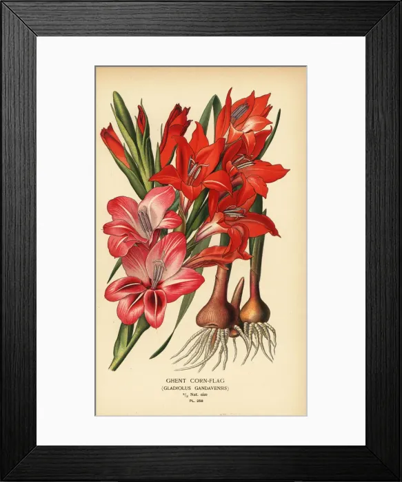 Framed Print : Ghent cornflag, Gladiolus x gandavensis Framed Print : Ghent cornflag, Gladiolus x gandavensis