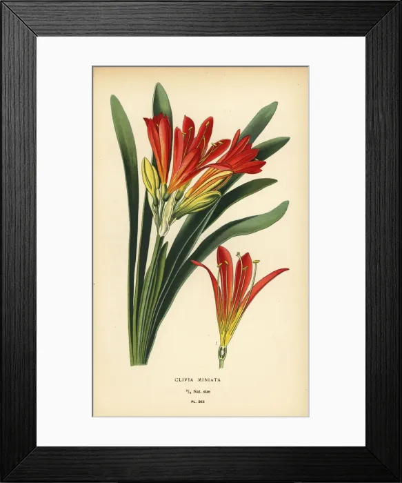 Framed Print : Natal lily, Clivia miniata Framed Print : Natal lily, Clivia miniata