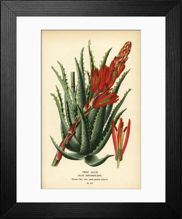 Framed Print : Tree aloe, Aloe arborescens Framed Print : Tree aloe, Aloe arborescens