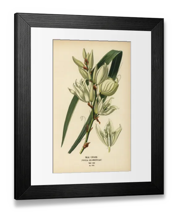 Framed Print : Silk grass, Yucca filamentosa Framed Print : Silk grass, Yucca filamentosa