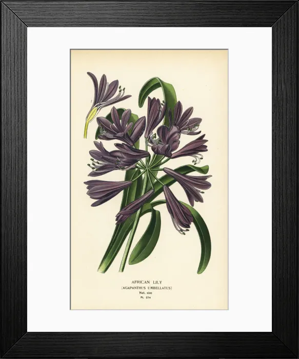 Framed Print : African lily, Agapanthus africanus Framed Print : African lily, Agapanthus africanus